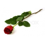 Single Rose Flower